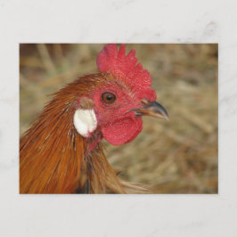 Postal Phoenix Rooster