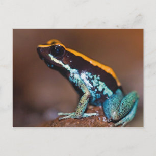 Postal Phyllobates vittatus, una rana venenosa