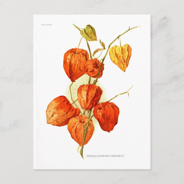 Postal Physalis alkekengi franchetti (Anverso)