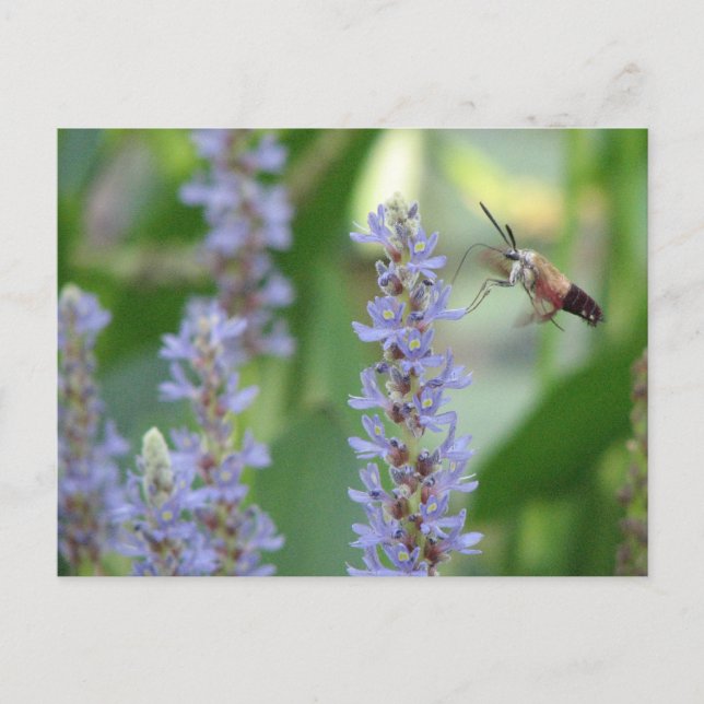 Postal Pickerel and Moth Postcard (Anverso)