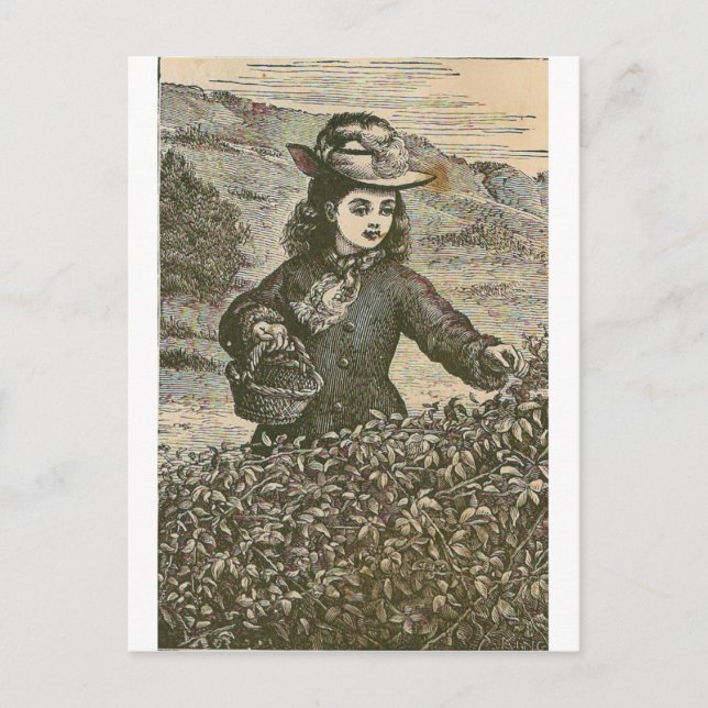 Postal Picking Berries (Anverso)