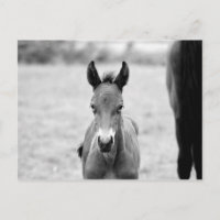 Pickle the Foal