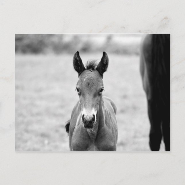 Postal Pickle the Foal (Anverso)