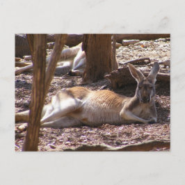 Postal Picnic de Kangaroo