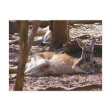Picnic de Kangaroo