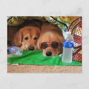Postal picnic interior de Golden Retriever