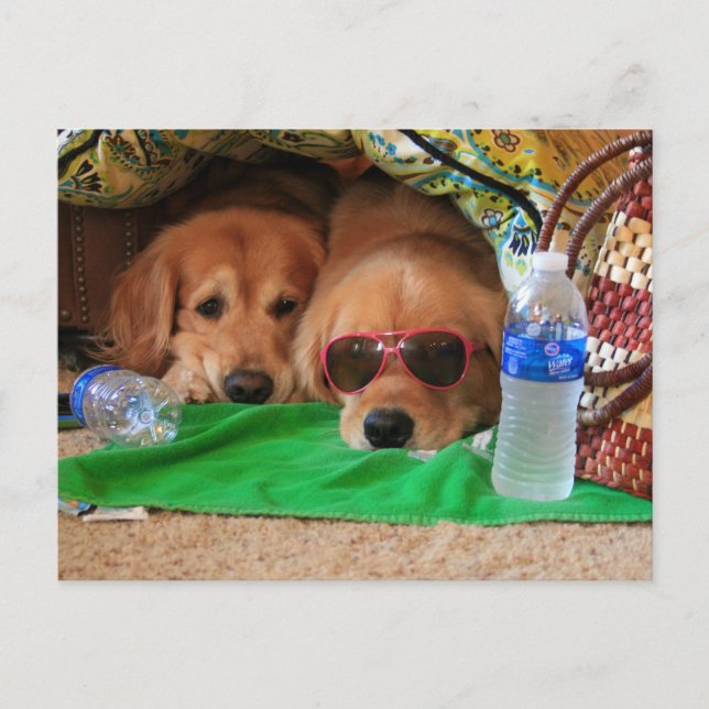 Postal picnic interior de Golden Retriever (Anverso)