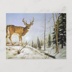 Postal Pico de Jay, venado blanco