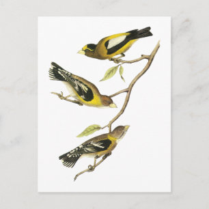 Postal Pico grueso vespertino de Audubon