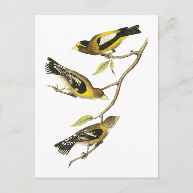Postal Pico grueso vespertino de Audubon (Anverso)