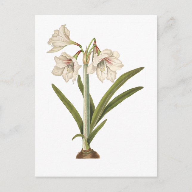 Postal Picta del Amaryllis (Anverso)
