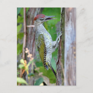 Postal Picus viridis