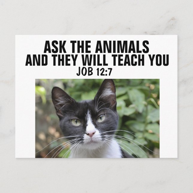 POSTAL PIDAN A LOS ANIMALES QUE TE ENSEÑARÁN, CARTAS POST (Anverso)