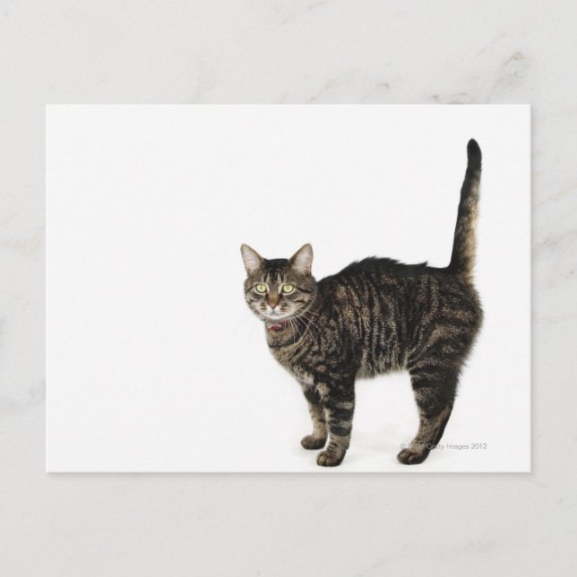 Postal Pie de gato masculino doméstico de pie (Anverso)