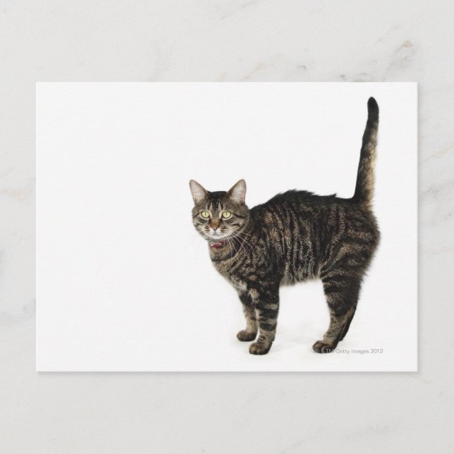 Postal Pie de gato masculino doméstico de pie (Anverso)