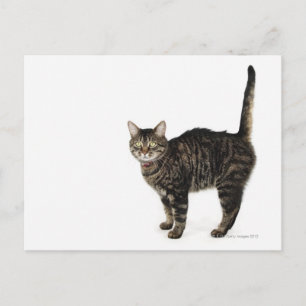 Postal Pie de gato masculino doméstico de pie