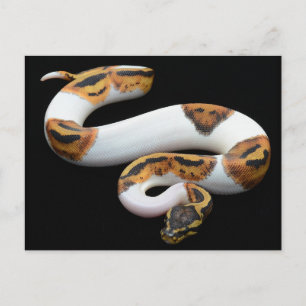 Postal piebald ball python