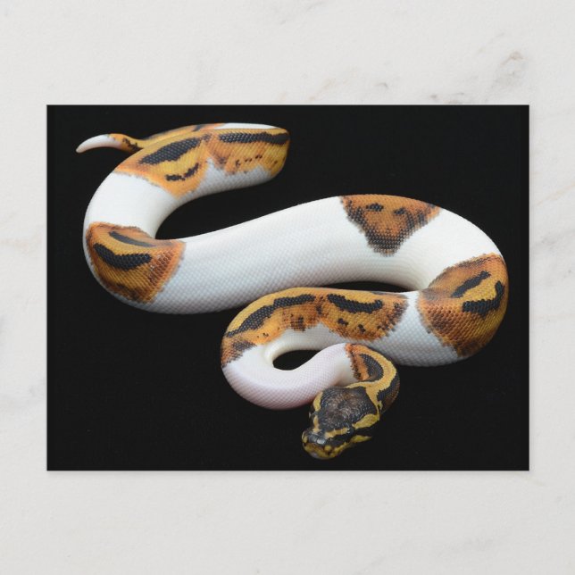 Postal piebald ball python (Anverso)