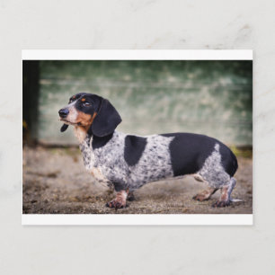 Postal Piebald dachshund