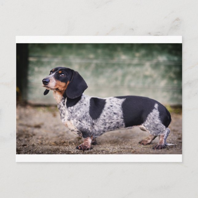 Postal Piebald dachshund (Anverso)
