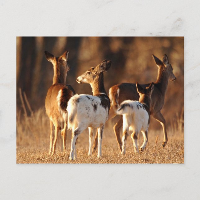 Postal Piebald deer (Anverso)
