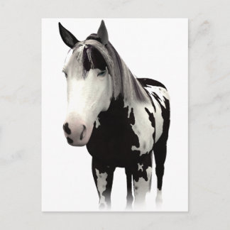 Postal Piebald Paint Horse Art