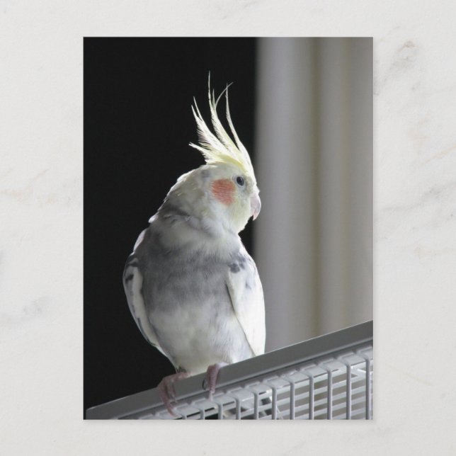 Postal Pied Cockatiel (Anverso)