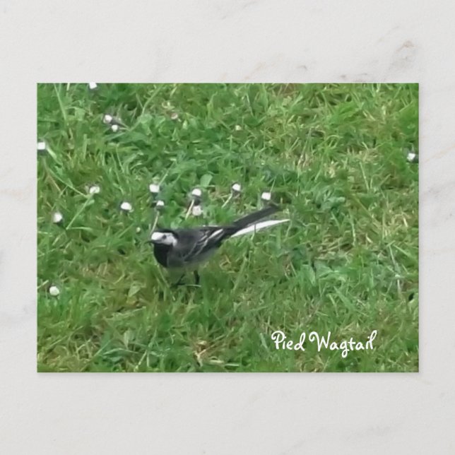 Postal Pied Wagtail (Anverso)