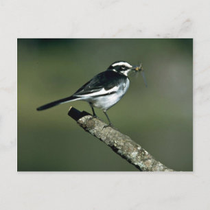 Postal Pied Wagtail