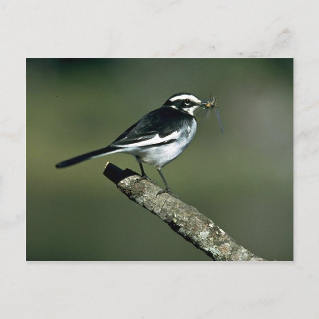 Postal Pied Wagtail (Anverso)