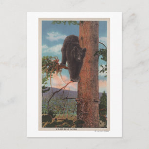 Postal Piedra amarilla, visión del oso negro en el árbol