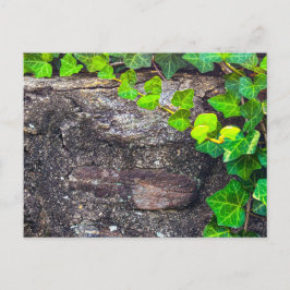 Postal Piedra Desgastada con Hiedra Verde en Primer Plano
