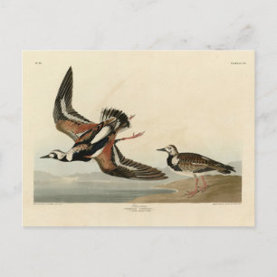 Postal Piedra volteada (Ruddy Turnstone) - Aves de Audubo