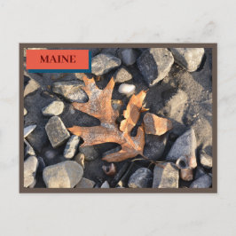 Postal Piedras de hojas bombardean la playa de Seapoint