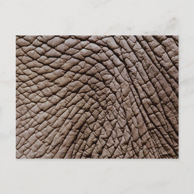 Postal Piel africana de elefante (Loxodonta africana) (Anverso)