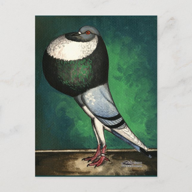 Postal Piel azul Norwich Cropper (Anverso)