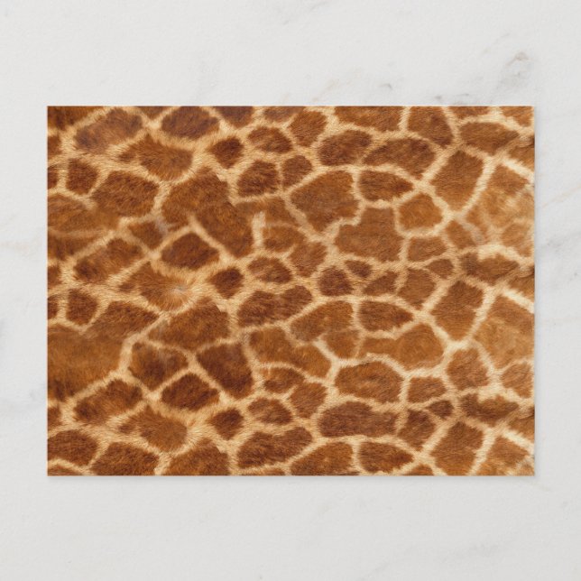Postal Piel Giraffe (Anverso)