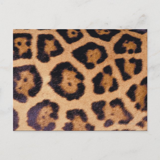 Postal Piel leopardo (Anverso)