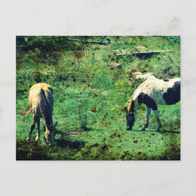 Postal Piel negra y Pinto (Anverso)