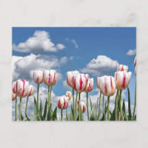 ¡Piensen en la Primavera!