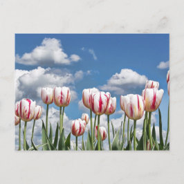 Postal ¡Piensen en la Primavera!