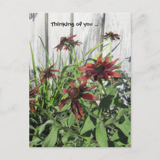 Postal Piensen en ustedes Dark Plum Daisies