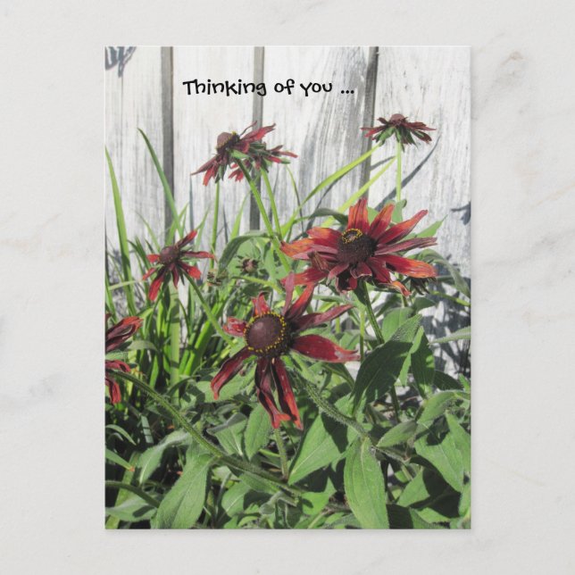 Postal Piensen en ustedes Dark Plum Daisies (Anverso)