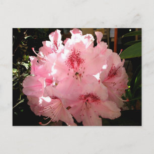 Postal Pienza, Italia