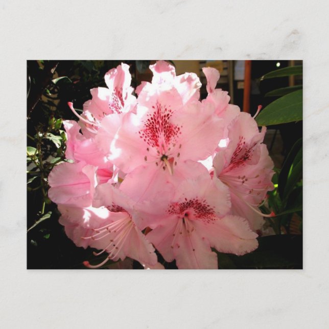 Postal Pienza, Italia (Anverso)