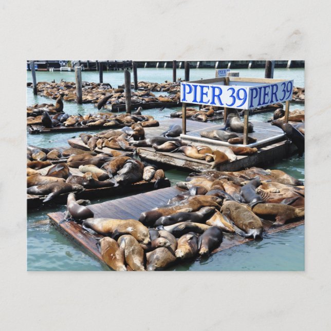 Postal Pier 39 | Leones marinos | San Francisco Californi (Anverso)