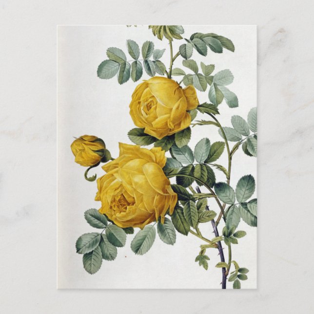 Postal Pierre Joseph Redoute - Rosa Sulfurea (Anverso)