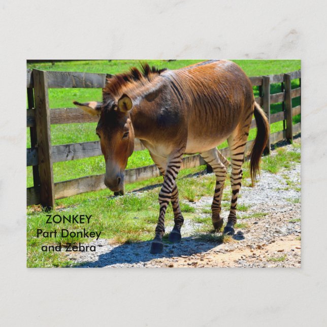 Postal Pieza de zonkey burro y cebra (Anverso)