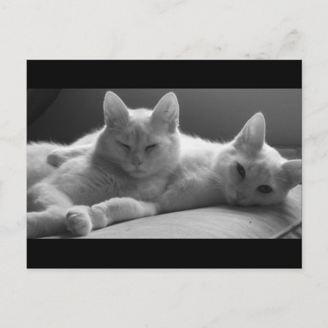 Postal Piff y Puff (Anverso)