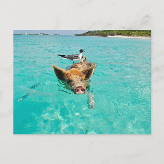POSTAL PIG SEAGULL SEA FUN POSTCROSSING (Anverso)